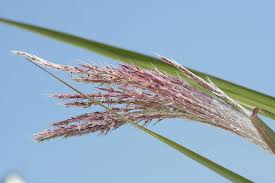 Attēlu rezultāti vaicājumam “Phragmites communis flower”