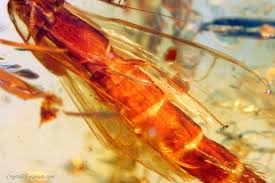 Attēlu rezultāti vaicājumam “Lymexylidae”