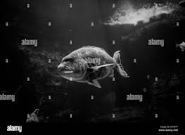 Image result for Cymatoceps nasutus