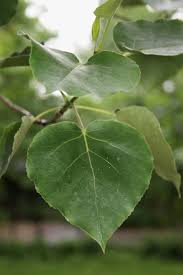 Attēlu rezultāti vaicājumam “Populus x gileadensis”