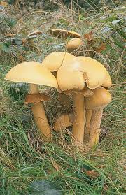 Attēlu rezultāti vaicājumam “Phaeolepiota aurea”