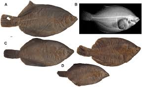 Image result for Limanda limanda