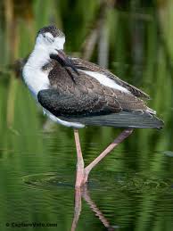 Attēlu rezultāti vaicājumam “Lycogala asperum young”