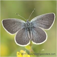 Attēlu rezultāti vaicājumam “Cupido minimus female”