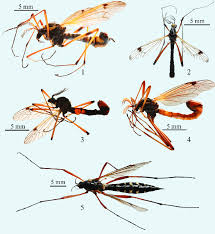 Attēlu rezultāti vaicājumam “Dictenidia bimaculata male”