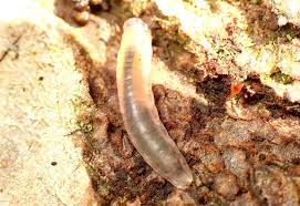 Attēlu rezultāti vaicājumam “Euura brevicornis”