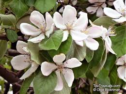 Attēlu rezultāti vaicājumam “Cydonia oblonga flower”