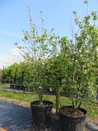 Attēlu rezultāti vaicājumam “Malus sylvestris”