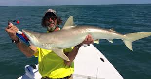 Image result for Nasolamia velox