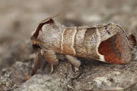 Attēlu rezultāti vaicājumam “Clostera curtula”