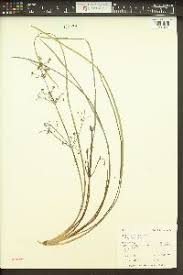 Attēlu rezultāti vaicājumam “Alisma gramineum”