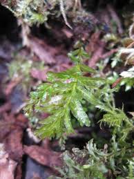 Attēlu rezultāti vaicājumam “Plagiomnium undulatum”