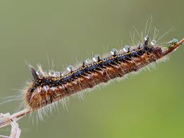 Attēlu rezultāti vaicājumam “Euthrix potatoria”