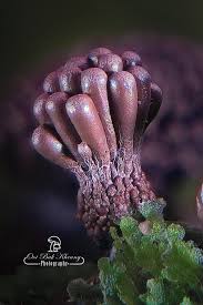 Attēlu rezultāti vaicājumam “Physarum oblatum macro”