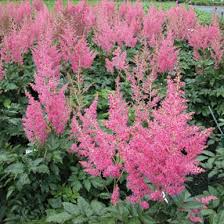 Attēlu rezultāti vaicājumam “Astilbe chinensis”