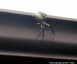 Attēlu rezultāti vaicājumam “Araneidae”