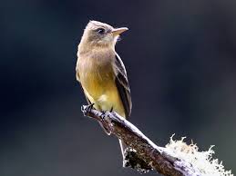 Attēlu rezultāti vaicājumam “Oecetis ochracea”