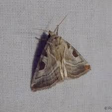 Attēlu rezultāti vaicājumam “Eucarta virgo”