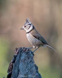 Attēlu rezultāti vaicājumam “Lophophanes cristatus adult”