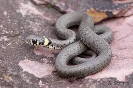 Image result for Ringelnatter