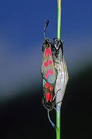 Attēlu rezultāti vaicājumam “Zygaena cocoon”