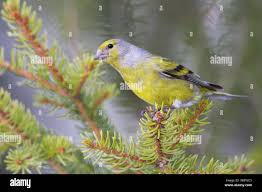 Image result for Carduelis citrinella
