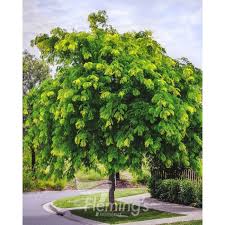 Attēlu rezultāti vaicājumam “Gleditsia triacanthos”