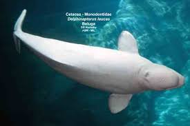 Image result for Delphinapterus leucas