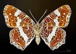 Attēlu rezultāti vaicājumam “Araschnia levana upperside”