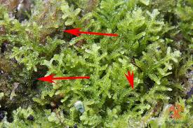 Attēlu rezultāti vaicājumam “Blepharostoma trichophyllum”