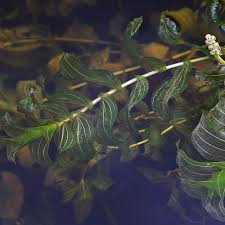 Attēlu rezultāti vaicājumam “Potamogeton perfoliatus flower”
