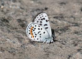 Attēlu rezultāti vaicājumam “Polyommatinae”