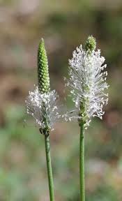 Attēlu rezultāti vaicājumam “Plantago media”