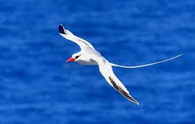 Image result for Phaethon aethereus