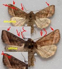Attēlu rezultāti vaicājumam “Hydraecia micacea”