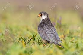 Image result for Falco amurensis