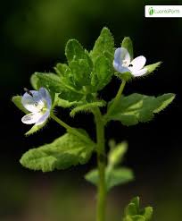Attēlu rezultāti vaicājumam “Veronica agrestis leaf”