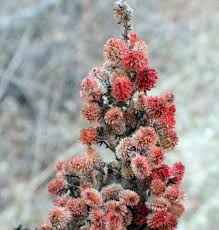 Attēlu rezultāti vaicājumam “Rabdophaga degeeri”