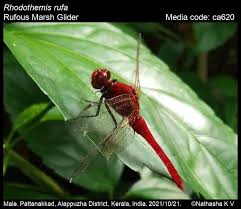 Attēlu rezultāti vaicājumam “Diderma rufostriatum”