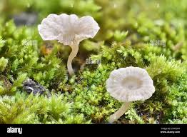 Attēlu rezultāti vaicājumam “Arrhenia spatulata”