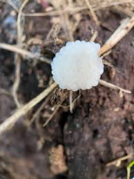 Attēlu rezultāti vaicājumam “Stemonitis flavogenita”