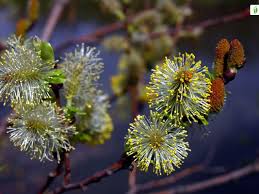 Attēlu rezultāti vaicājumam “Salix aurita flower”