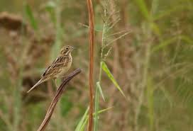 Image result for Emberiza fucata