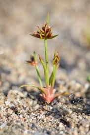 Attēlu rezultāti vaicājumam “Juncus capitatus”