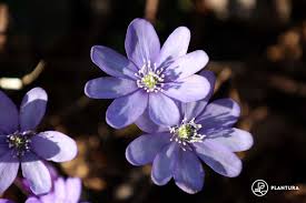 Attēlu rezultāti vaicājumam “Hepatica nobilis flower”