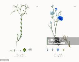 Attēlu rezultāti vaicājumam “Linum catharticum fruit”