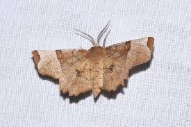 Attēlu rezultāti vaicājumam “Selenia dentaria imago”