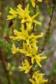 Attēlu rezultāti vaicājumam “Forsythia”