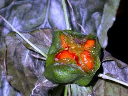 Attēlu rezultāti vaicājumam “Paris quadrifolia bud”