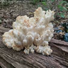 Attēlu rezultāti vaicājumam “Hericium coralloides”